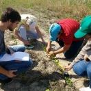 Monitoreo de cultivo